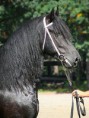 /album/fotogaleria/a220px-fris-jpg1/